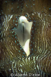 Wow that Pussy.... in Palau!
Nikon D70S 105 macro DS160 by Alberto D'este 